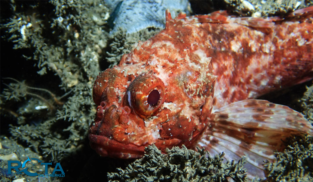 Marmara dalışı iskorpit balığı